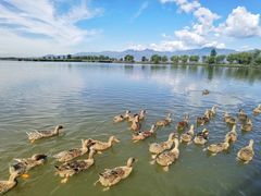 -野鸭湖国家湿地公园