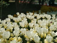 -上海鲜花港
