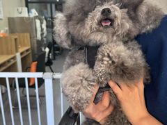 -瑞派宠物医院·犬猫全科·猫友好(宾水西道店)