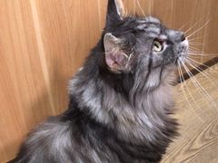 -MOCHA明星猫咖(田子坊店)