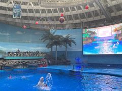 -海合安成都极地海洋公园