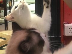 -猫色咖啡·猫咖