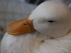 -怪兽屋·羊驼·猫咖·狗咖(俊华广场店)