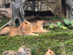 -海南热带野生动植物园