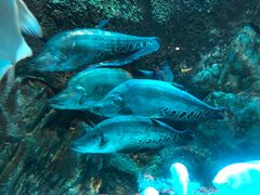 -太平洋海底世界