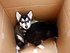 门口的宠物小贩-东浩兰生上海世博展览馆