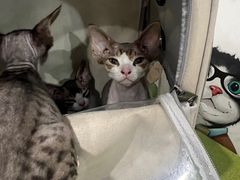 -瑞鹏宠物医院·爱宠堂·骨外专科(西荷分院)