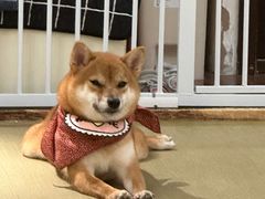 -逗柴咖啡屋·狗咖猫咖宠物桌游