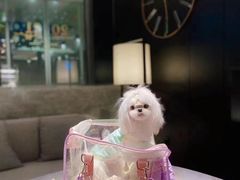 -萌兽医馆·眼科·异宠专科(三里屯店)