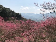 -新建村梅花