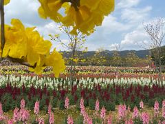 -天适樱花悠乐园