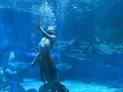 -海合安成都极地海洋公园