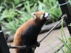 -普洱太阳河森林公园