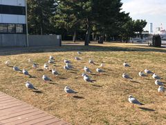 -台场海滨公园船码头