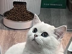 -唐小姐の猫狗洗护·购宠旗舰店(周浦万达店)