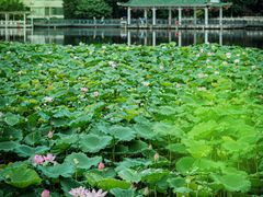 -荔湾湖公园