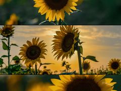 -光明小镇欢乐田园