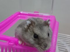 -万商花鸟市场
