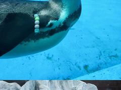 -珠海长隆海洋王国