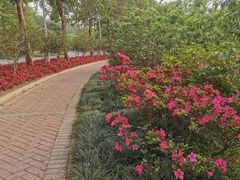 -广东花都湖国家湿地公园