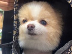 -FAELING PETS美天灵宠物(合生汇店)