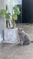 -飛凡TATTOO纹身•原创