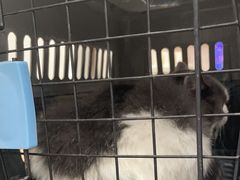 -瑞鹏宠物医院·骨科·猫科·内科(第一中心)
