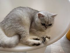 -藏猫猫咖啡主题馆(中央大道店)