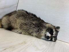 -浣熊柯尔鸭土拨鼠·电玩咖
