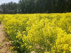 -天津武清北运河郊野公园房车露营地