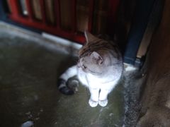 -猫猫幼稚园·撸猫·桌游·电玩