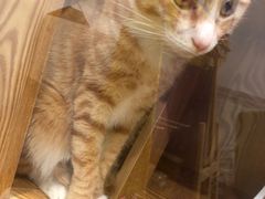 -BABIT巴比特宠物(MOMOPARK店)