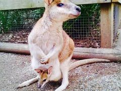 -费瑟代尔野生动物园