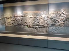 -安徽省地质博物馆