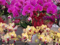 -亭亭鲜花店(中山北路店)