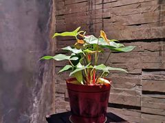 -汤家茗苑·精致私房菜(白沙店)