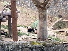 -都江堰中华大熊猫苑