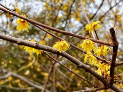 -国家植物园南园