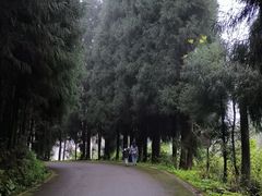 -武陵山森林公园