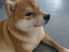 -柴源莊·柴小宠柴犬咖啡
