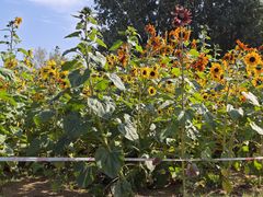 -汉长安城未央宫国家考古遗址公园