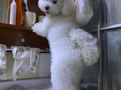 -樱桃家的宠物店(君安花园店)