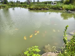 -池杉湖湿地公园