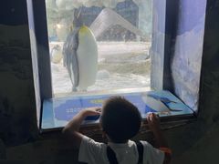 -帝企鹅自助餐厅•儿童岛•真企鹅(长隆企鹅酒店)