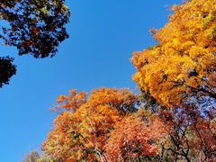 -北京西山国家森林公园