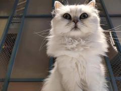 -喵屿·大理花园猫咖