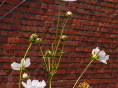 -紫海香堤香草艺术庄园