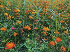 -武汉紫薇都市田园