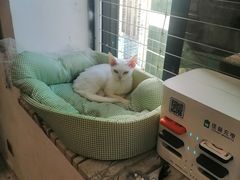 -楼上猫咖(罗湖店)