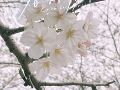 -顾村公园